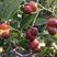 葫芦枣，葫芦枣树苗，磨盘枣树苗，枣树苗新品种