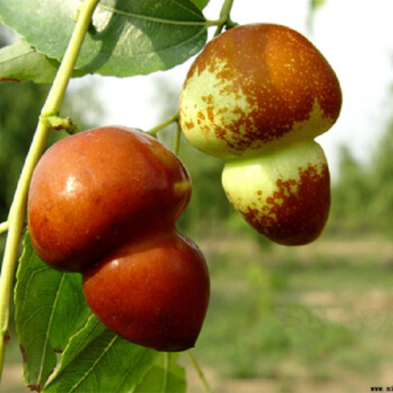 葫芦枣，葫芦枣树苗，磨盘枣树苗，枣树苗新品种