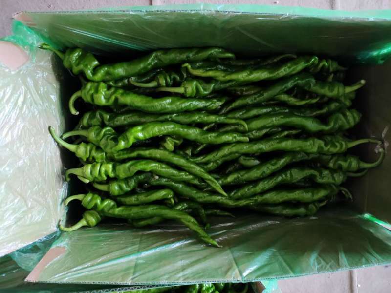 【精品】辣椒鲜辣椒螺丝椒产地直发质保价优欢迎咨询