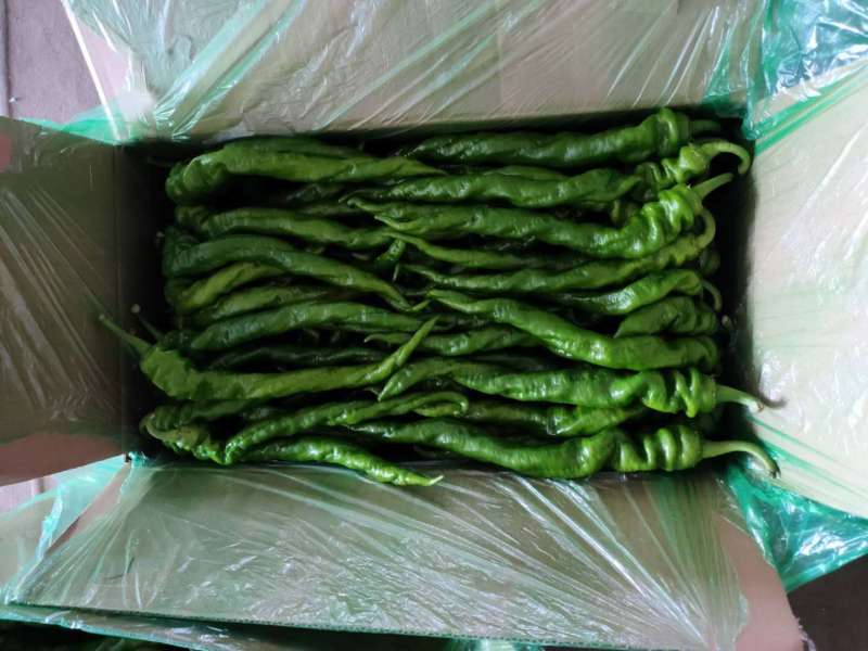 【精品】辣椒鲜辣椒螺丝椒产地直发质保价优欢迎咨询