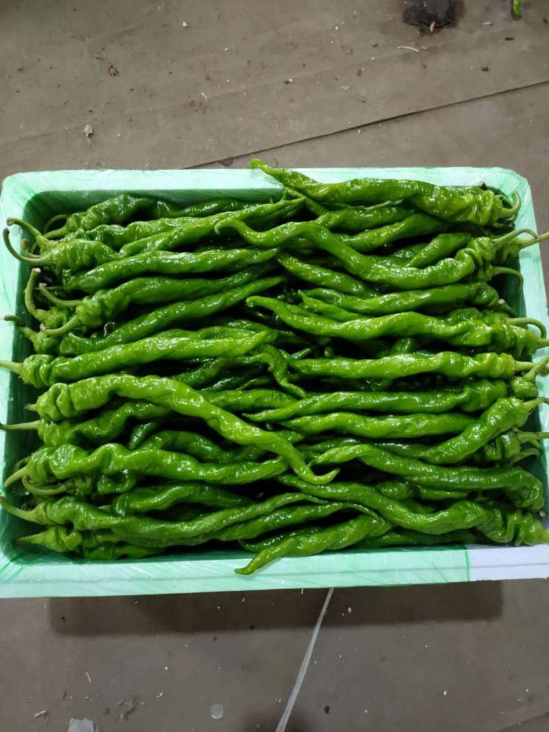 【精品】辣椒鲜辣椒螺丝椒产地直发质保价优欢迎咨询