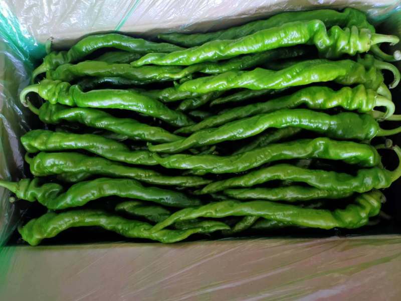 【精品】辣椒鲜辣椒螺丝椒产地直发质保价优欢迎咨询