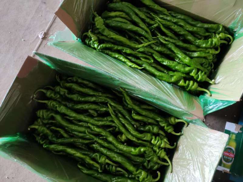 【精品】辣椒鲜辣椒螺丝椒产地直发质保价优欢迎咨询