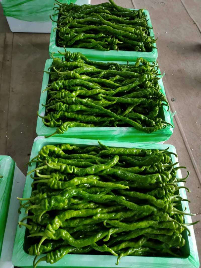 【精品】辣椒鲜辣椒螺丝椒产地直发质保价优欢迎咨询