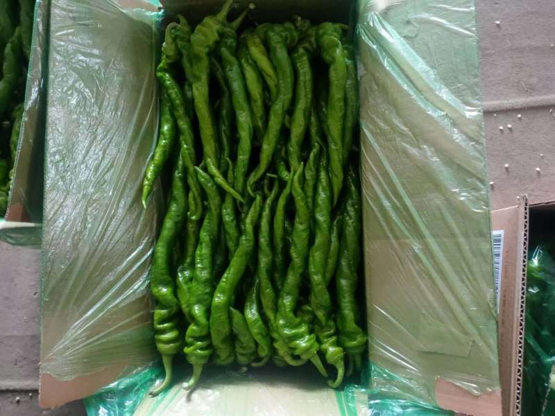 【精品】辣椒鲜辣椒螺丝椒产地直发质保价优欢迎咨询