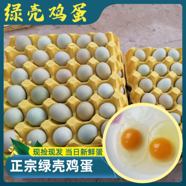 乌鸡绿壳蛋专注双色，专注精品，大中小码齐全。