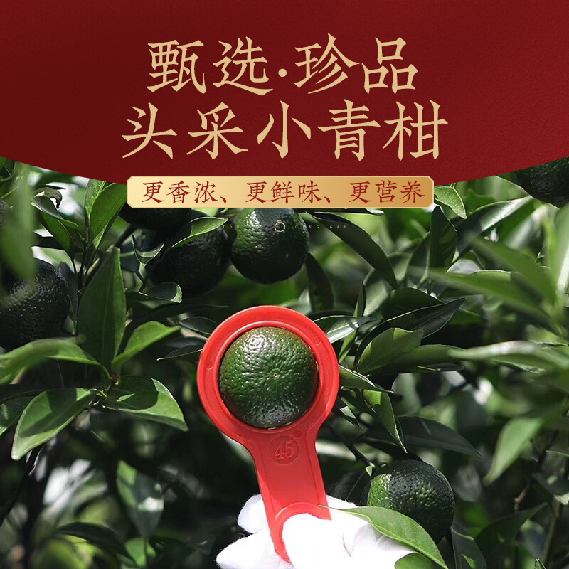 佛冈天然岳正宗新会小青柑茶500克大罐装头采生晒