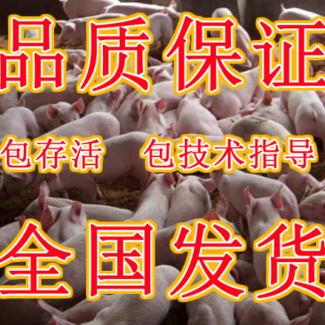 仔猪山东仔猪全国发货疫苗齐全健康第一包活到家