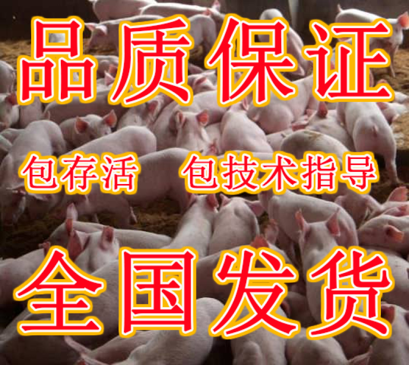 仔猪江西仔猪基地直销全国发货健康第一包活到家