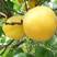 荷兰杏苗精品嫁接杏树苗品种纯正个头大基地发货