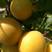 荷兰杏苗精品嫁接杏树苗品种纯正个头大基地发货