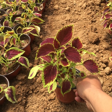 彩叶草种植基地青州彩叶草助农扶贫项目80万彩叶草