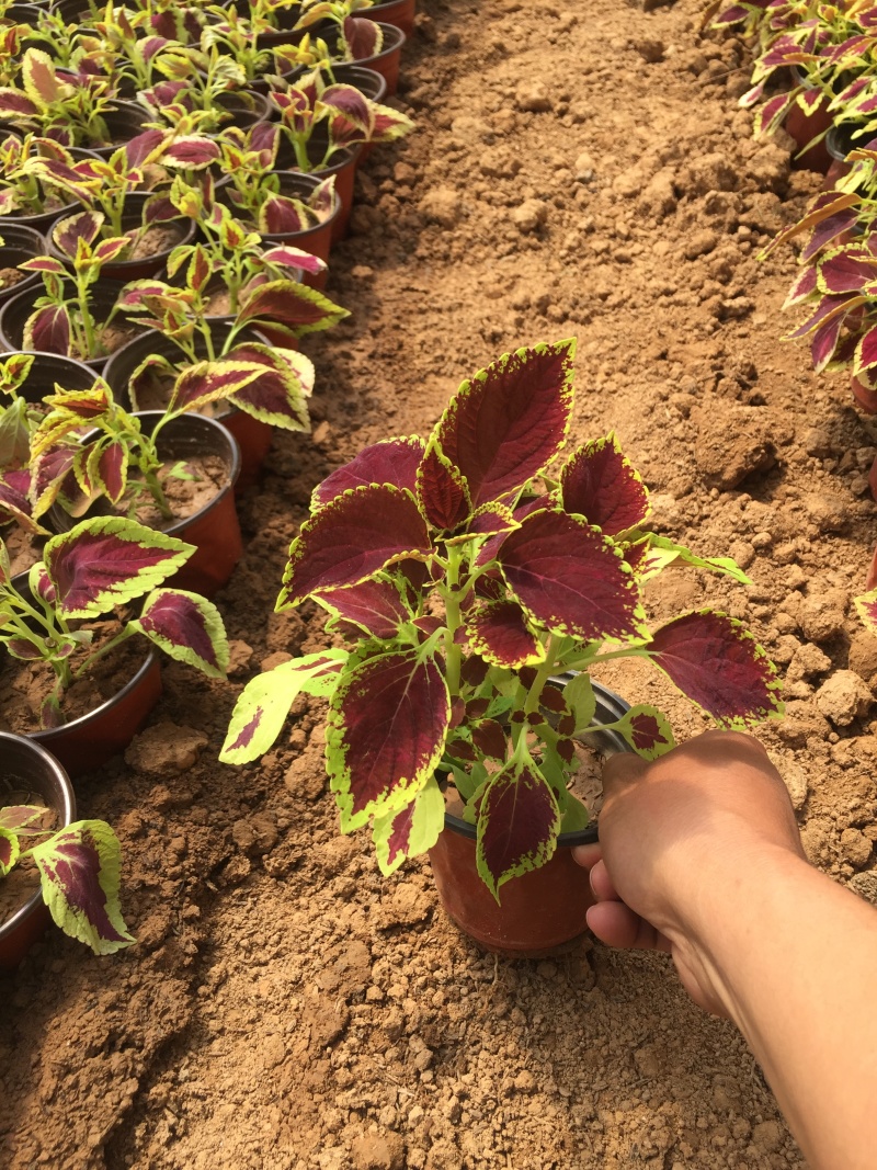 彩叶草种植基地青州彩叶草助农扶贫项目80万彩叶草