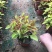 彩叶草种植基地青州彩叶草助农扶贫项目80万彩叶草