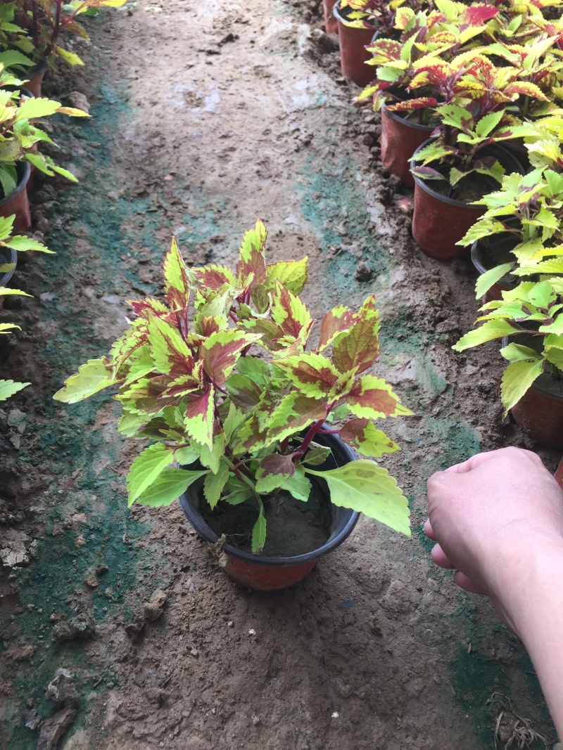 彩叶草种植基地青州彩叶草助农扶贫项目80万彩叶草