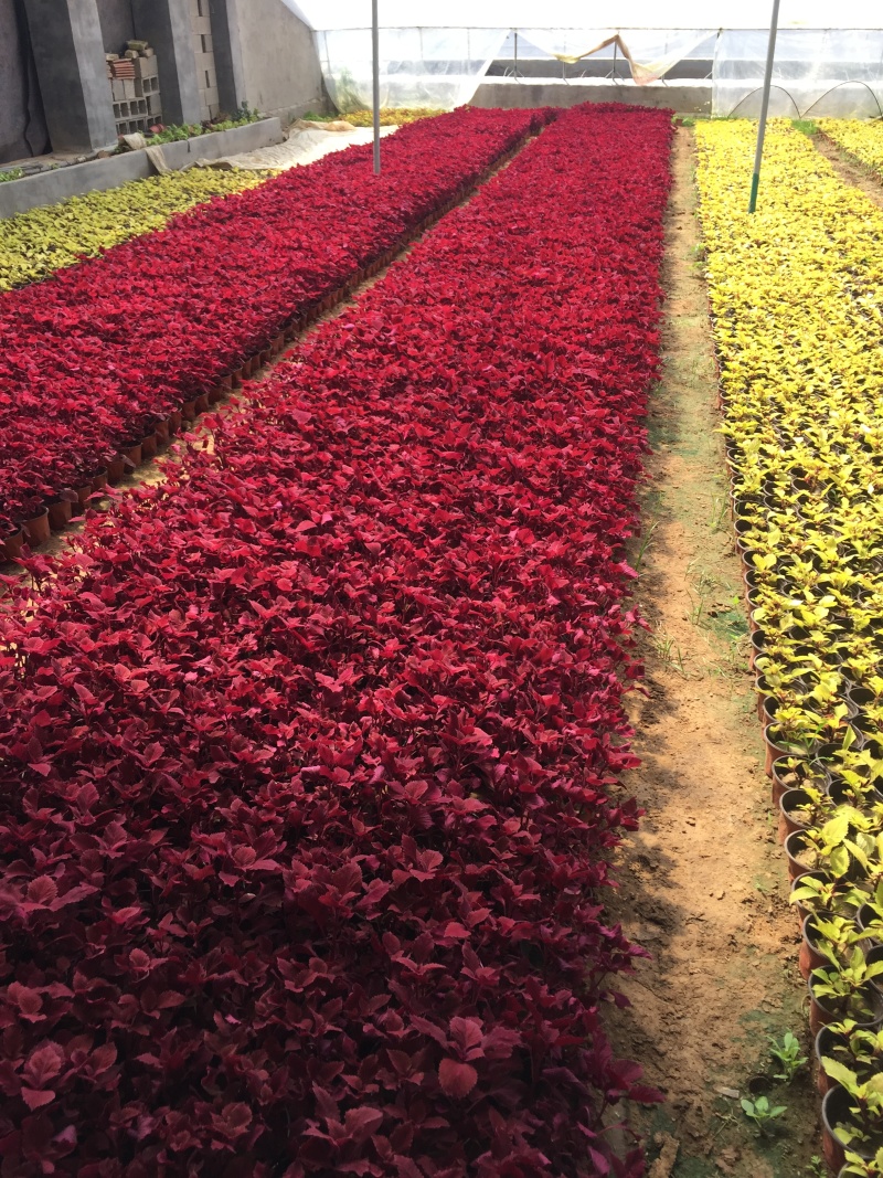 彩叶草种植基地青州彩叶草助农扶贫项目80万彩叶草