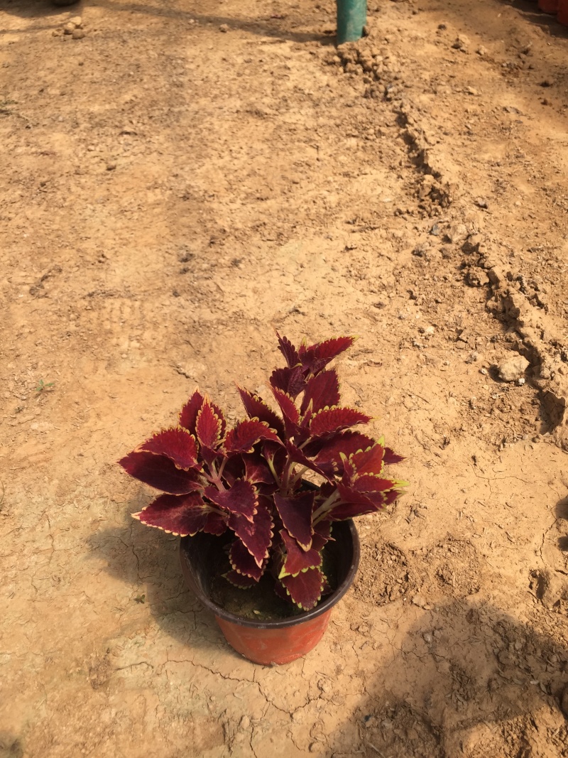 彩叶草种植基地青州彩叶草助农扶贫项目80万彩叶草