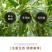 新鲜贵州小薏米仁薏仁米薏苡仁五谷杂粮粗粮油共500g