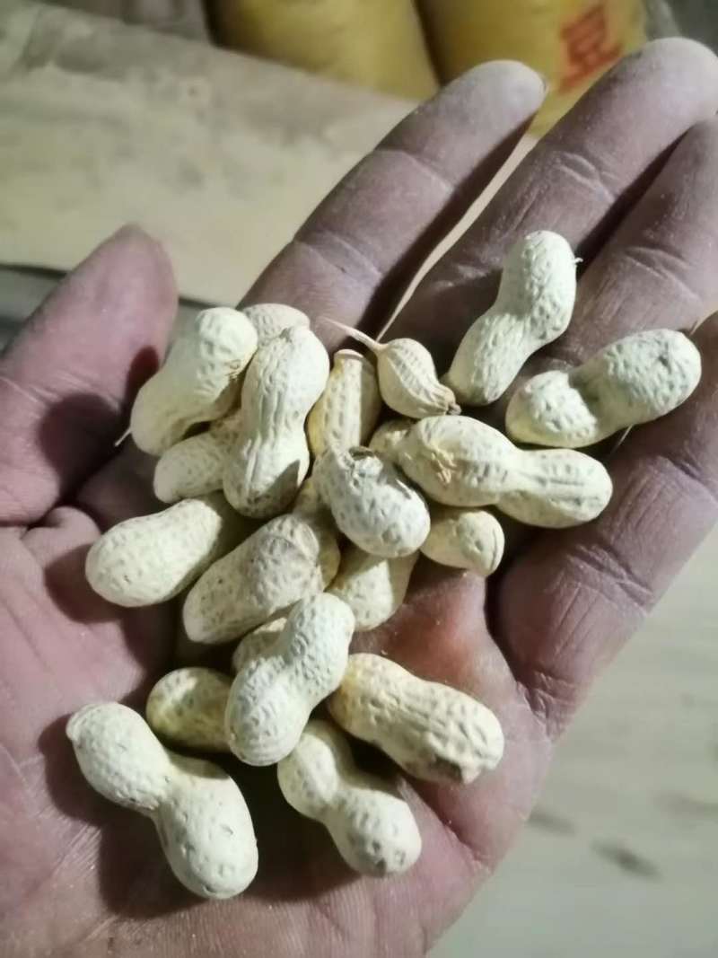【新货上市】天府三炒花生口感脆香颗粒饱满量大从优