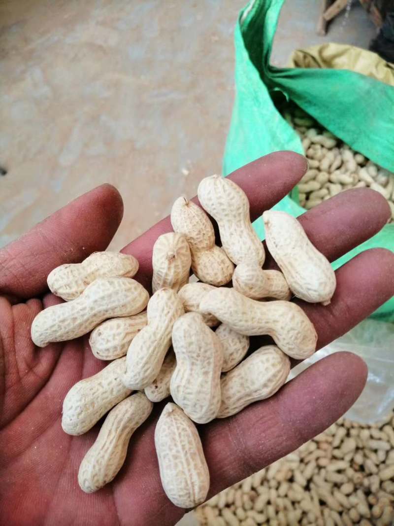 【新货上市】天府三炒花生口感脆香颗粒饱满量大从优