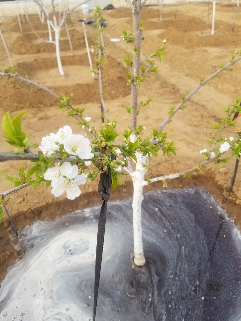 黄蜜樱桃苗嫁接樱桃树苗品种纯正基地现挖现发