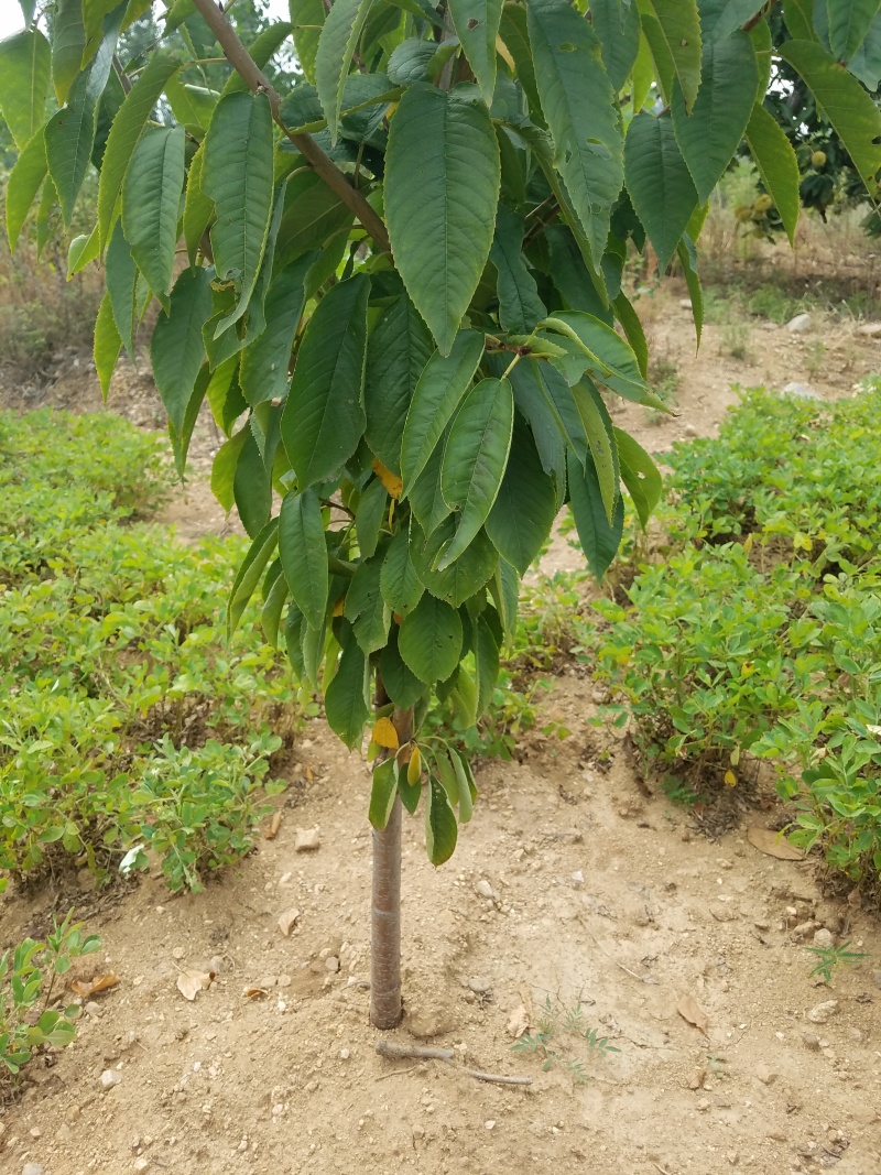 黄蜜樱桃苗嫁接樱桃树苗品种纯正基地现挖现发