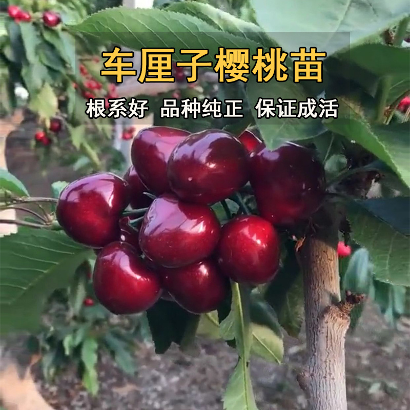 车厘子樱桃苗俄罗斯八号樱桃苗果大丰产品种纯正
