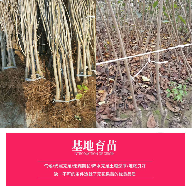 车厘子樱桃苗俄罗斯八号樱桃苗果大丰产品种纯正