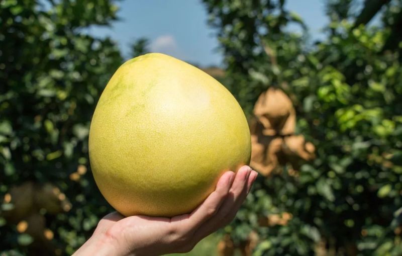 【琯溪蜜柚】蜜柚湖北直发对接电商市场货源充足视频拿货