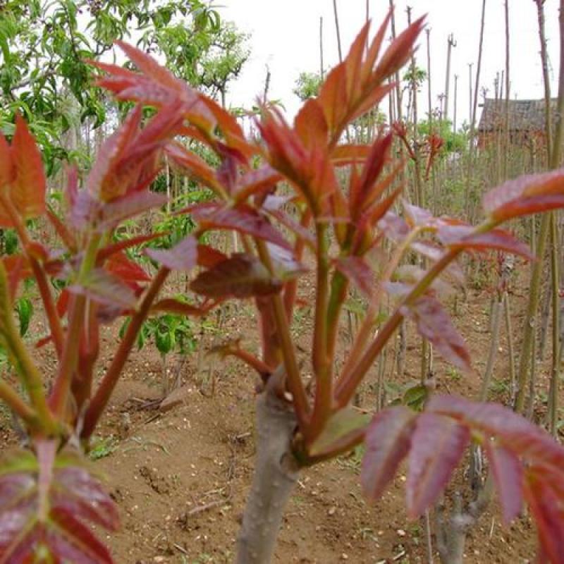 红油香椿种子育苗栽种采收香椿芽，净子种子
