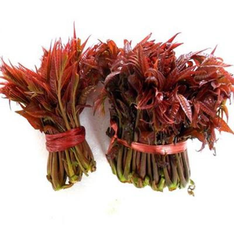 红油香椿种子育苗栽种采收香椿芽，净子种子