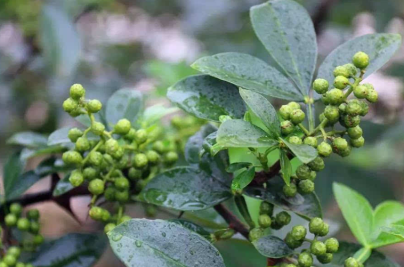 九叶青花椒苗花椒苗纯正嫁接苗花椒树苗大红袍花椒树青花