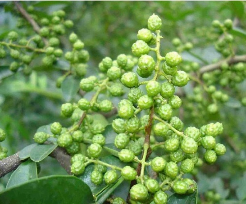 九叶青花椒苗花椒苗纯正嫁接苗花椒树苗大红袍花椒树青花