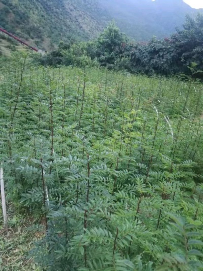 九叶青花椒苗花椒苗纯正嫁接苗花椒树苗大红袍花椒树青花