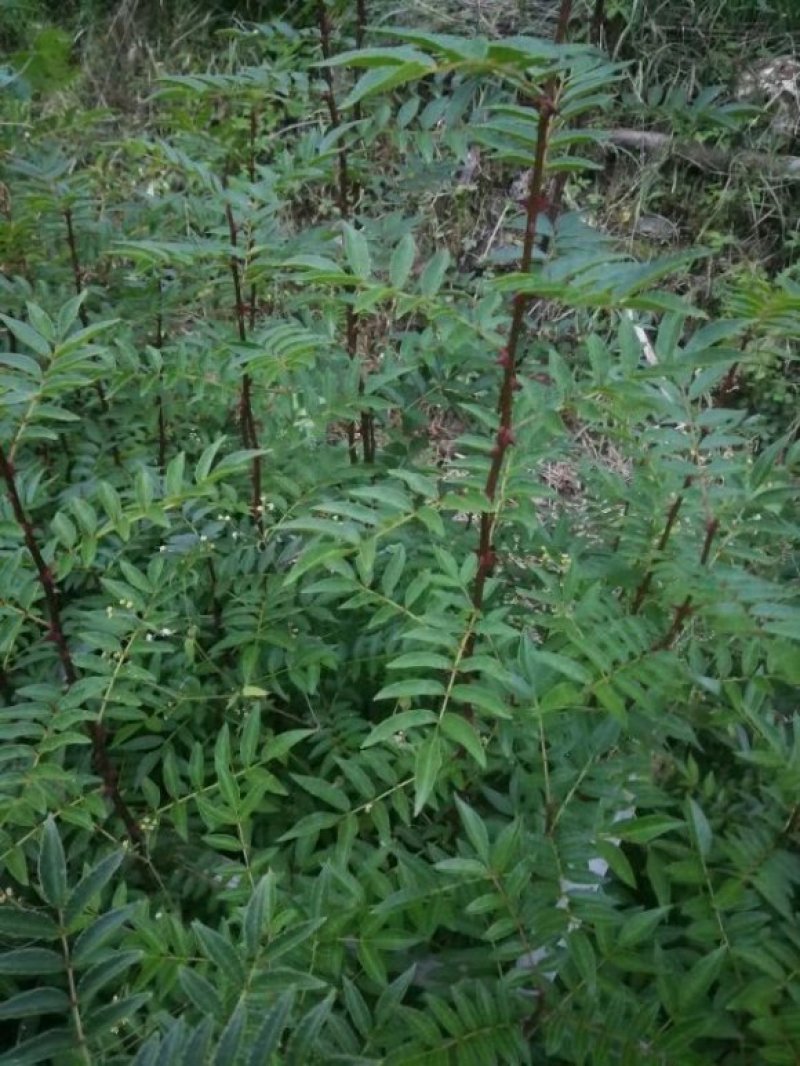 九叶青花椒苗花椒苗纯正嫁接苗花椒树苗大红袍花椒树青花