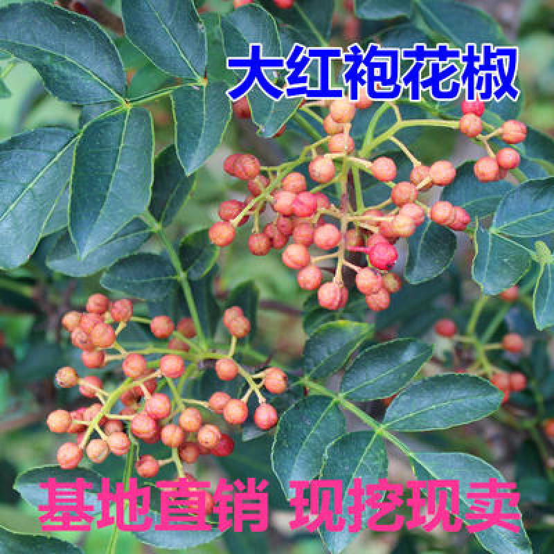 花椒树苗盆栽地栽食用花椒树苗南方北方种植大红袍花