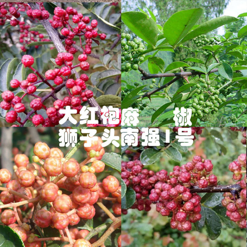 花椒树苗盆栽地栽食用花椒树苗南方北方种植大红袍花