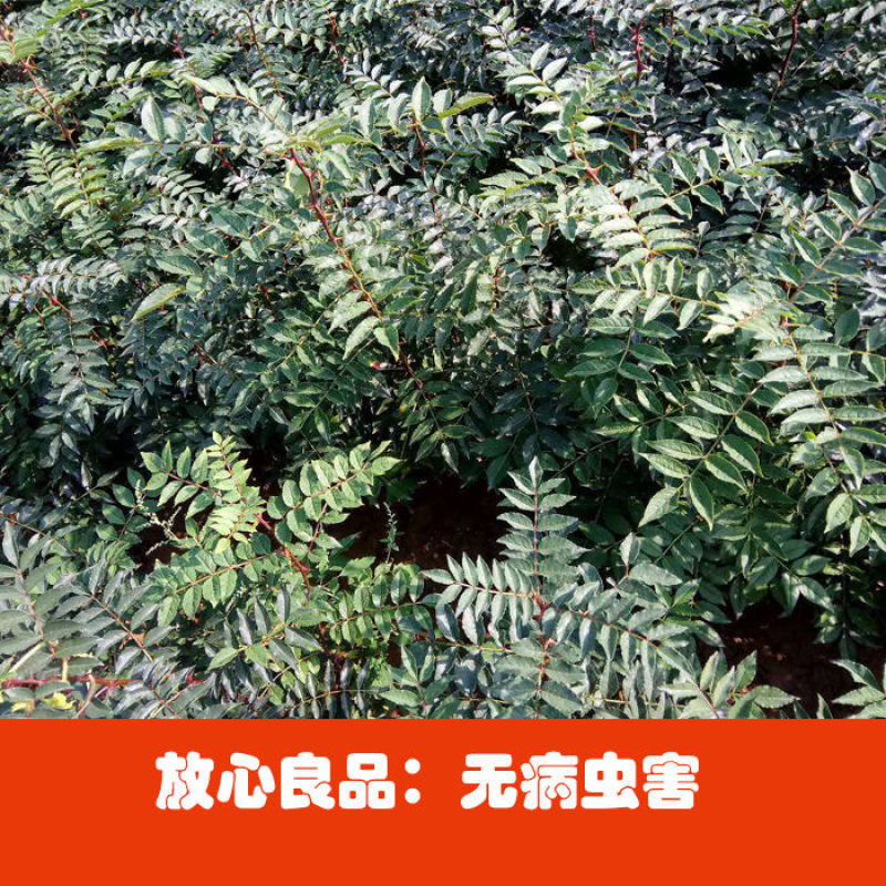 花椒树苗盆栽地栽食用花椒树苗南方北方种植大红袍花