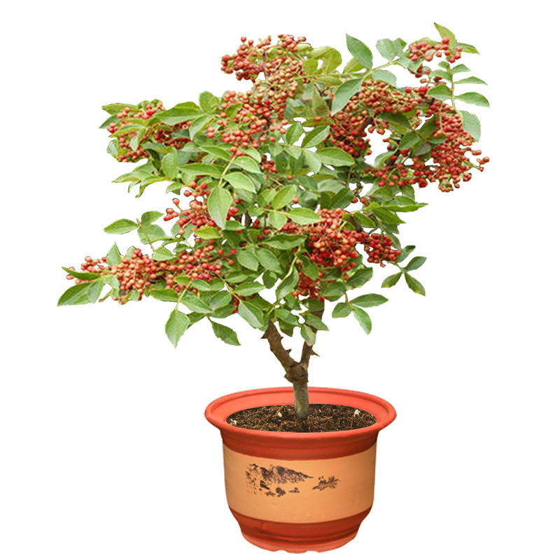 花椒树苗盆栽地栽食用花椒树苗南方北方种植大红袍花
