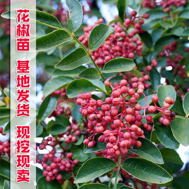 花椒树苗盆栽地栽食用花椒树苗南方北方种植大红袍花