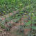花椒树苗盆栽地栽食用花椒树苗南方北方种植大红袍花