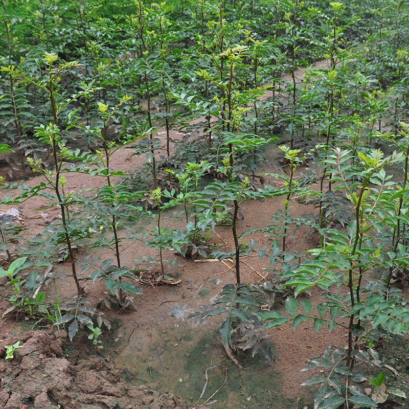 花椒树苗盆栽地栽食用花椒树苗南方北方种植大红袍花