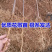 九叶青花椒苗花椒苗纯正嫁接苗花椒树苗大红袍花椒树青花