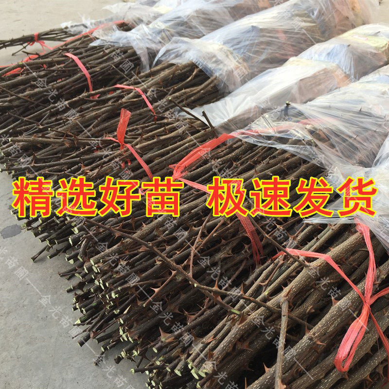 九叶青花椒苗花椒苗纯正嫁接苗花椒树苗大红袍花椒树青花