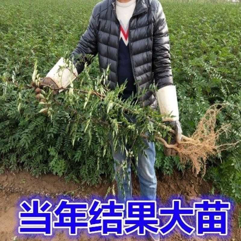 九叶青花椒苗花椒苗纯正嫁接苗花椒树苗大红袍花椒树青花