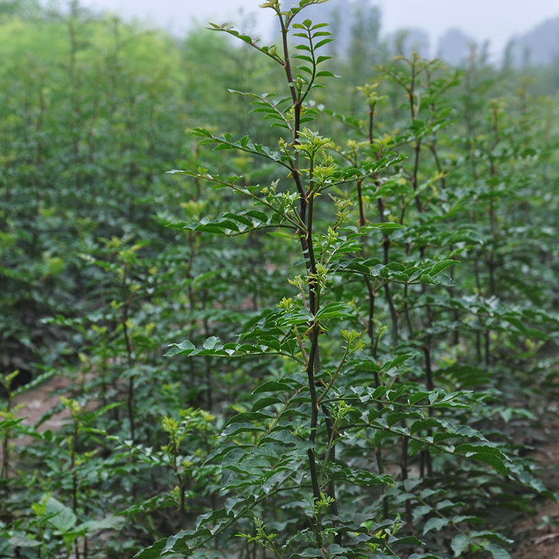 麻椒树苗青花椒苗四川麻椒根系发达丰产性好现挖保