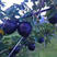果树苗黑钻苹果苗嫁接苹果树苗盆栽黑苹果树苗南北方种植当年