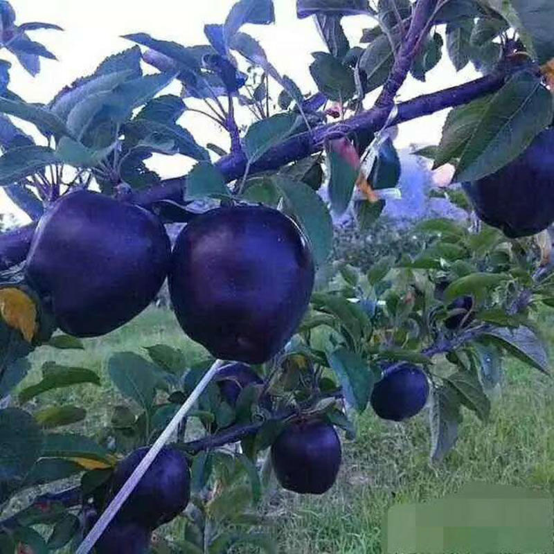 果树苗黑钻苹果苗嫁接苹果树苗盆栽黑苹果树苗南北方种植当年