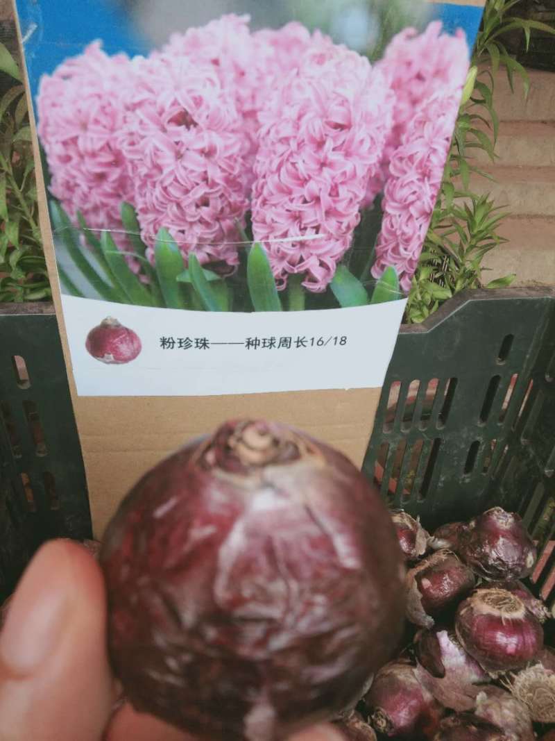 风信子种球可以水培土栽大球6种颜色，下备注颜色，包成活。