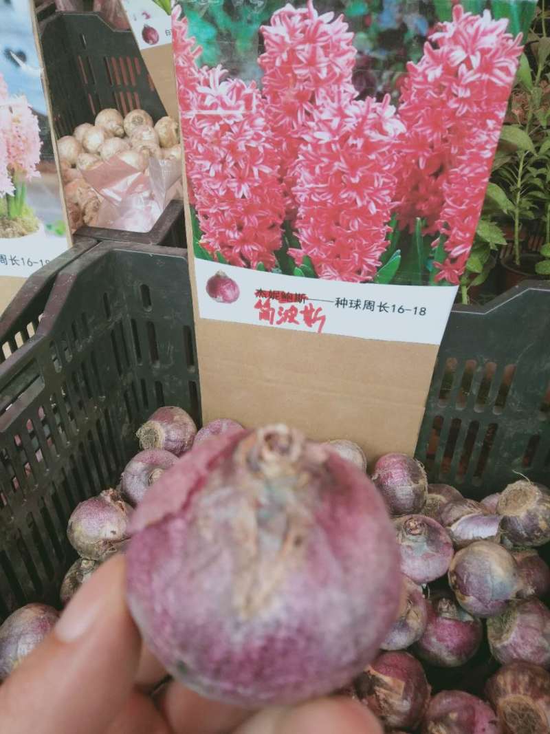 风信子种球可以水培土栽大球6种颜色，下备注颜色，包成活。